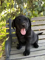 Kimber, a female Labrador Retriever for sale in Fresno, CA – 5 of 10