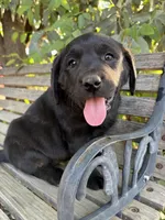 Kimber, a female Labrador Retriever for sale in Fresno, CA – 6 of 10