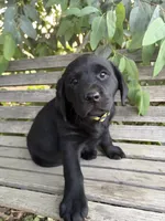 Kimber, a female Labrador Retriever for sale in Fresno, CA – 3 of 10