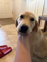 Ruger, a male Labrador Retriever for sale in Fresno, CA – 2 of 9