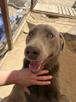 Gino, a male Labrador Retriever for sale in Fresno, CA – 5 of 9
