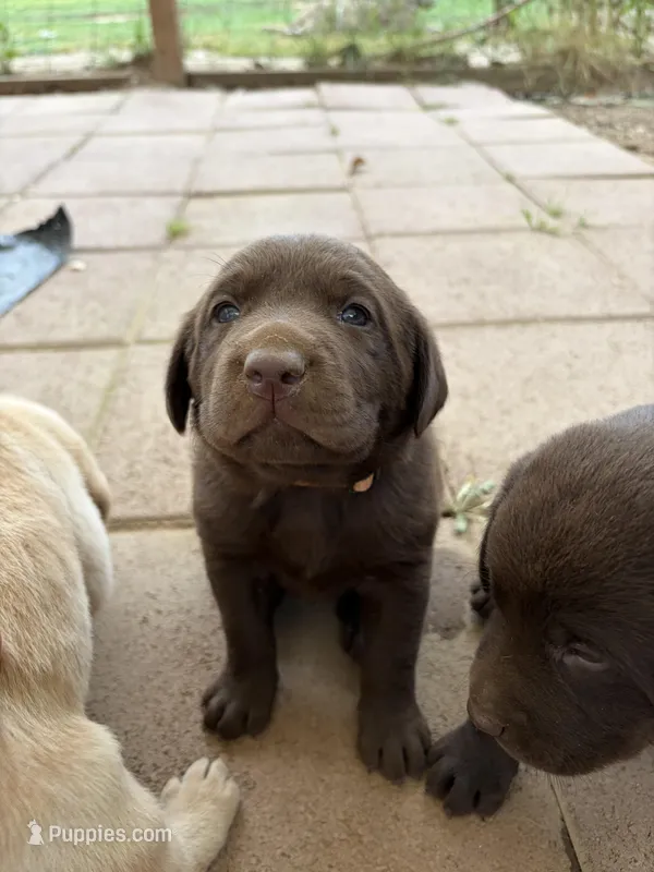 Wesson  – Labrador Retriever puppy for sale in Fresno, CA