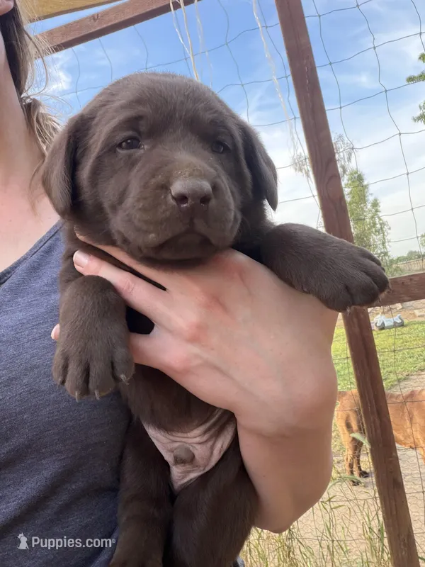 Wesson  – Labrador Retriever puppy for sale in Fresno, CA