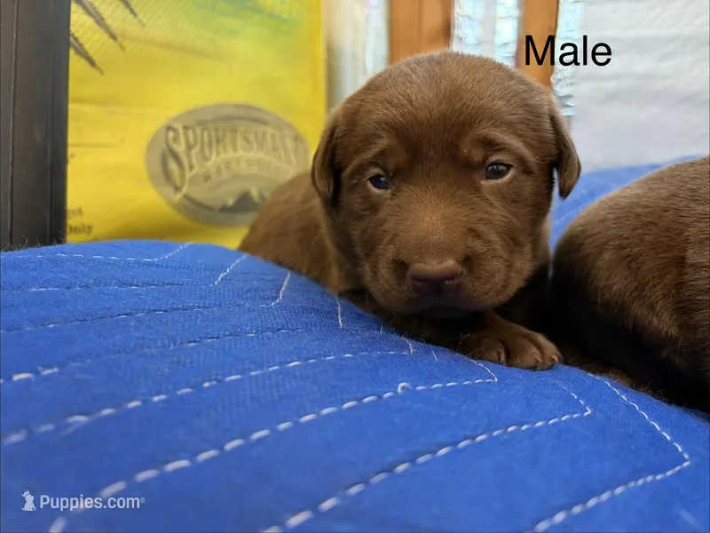 Wesson  – Labrador Retriever puppy for sale in Fresno, CA