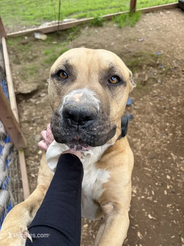 Buddy – American Pit Bull Terrier puppy for sale in Fresno, CA