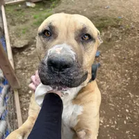 Buddy, a male Boxer and American Pit Bull Terrier for sale in Fresno, CA – Photo 5 of 5