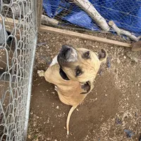 Buddy, a male Boxer and American Pit Bull Terrier for sale in Fresno, CA – Photo 2 of 5
