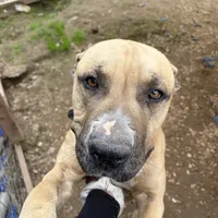Buddy, a male Boxer and American Pit Bull Terrier for sale in Fresno, CA – Photo 3 of 5