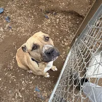 Buddy, a male Boxer and American Pit Bull Terrier for sale in Fresno, CA – Photo 4 of 5