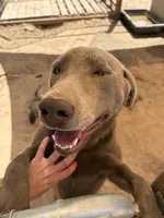 Gino, a male Labrador Retriever for sale in Fresno, CA – 6 of 9
