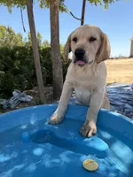 Ruger, a male Labrador Retriever for sale in Fresno, CA – 3 of 6