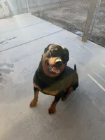 Gabbar, a male Rottweiler for sale in Fresno, CA – 2 of 3