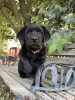 Kimber, a female Labrador Retriever for sale in Fresno, CA – 2 of 10