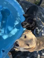 Kimber, a female Labrador Retriever for sale in Fresno, CA – 4 of 10