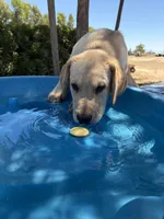 Ruger, a male Labrador Retriever for sale in Fresno, CA – 4 of 6