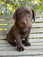 Smith , a male Labrador Retriever for sale in Fresno, CA – 1 of 7