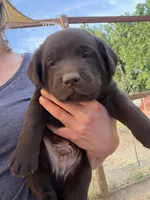 Smith , a male Labrador Retriever for sale in Fresno, CA – 5 of 7