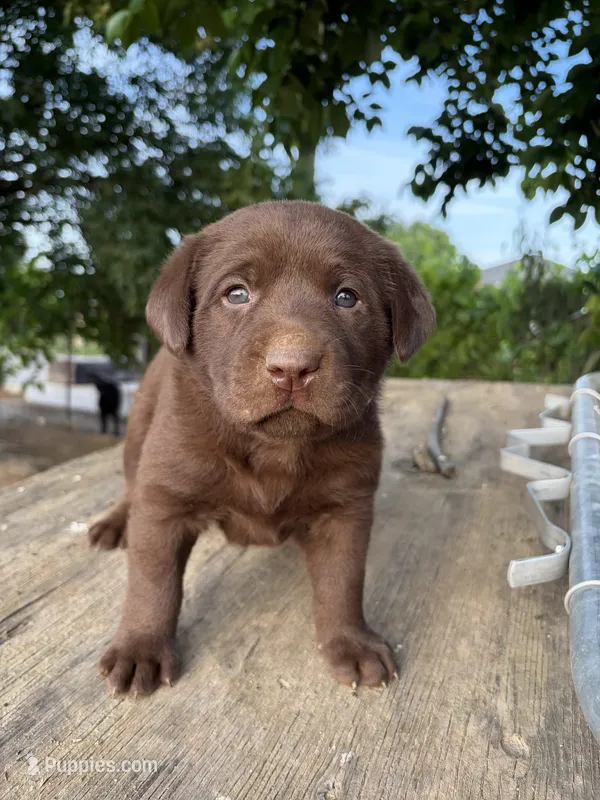 Smith  – Labrador Retriever puppy for sale in Fresno, CA