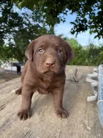 Smith , a male Labrador Retriever for sale in Fresno, CA – 4 of 7