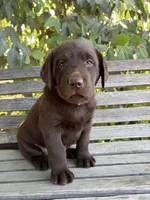 Smith , a male Labrador Retriever for sale in Fresno, CA – 2 of 7