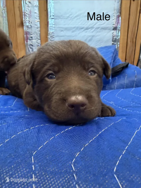 Smith  – Labrador Retriever puppy for sale in Fresno, CA