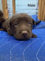 Smith , a male Labrador Retriever for sale in Fresno, CA – 7 of 7