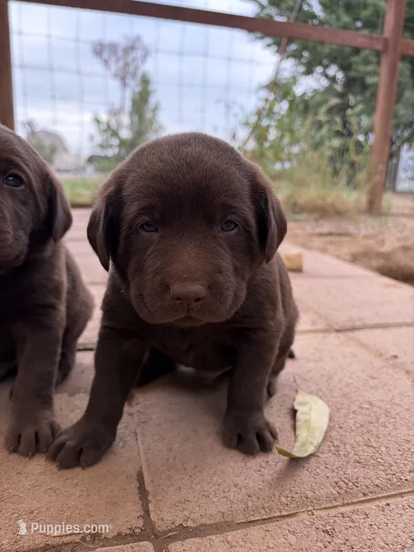 Smith  – Labrador Retriever puppy for sale in Fresno, CA