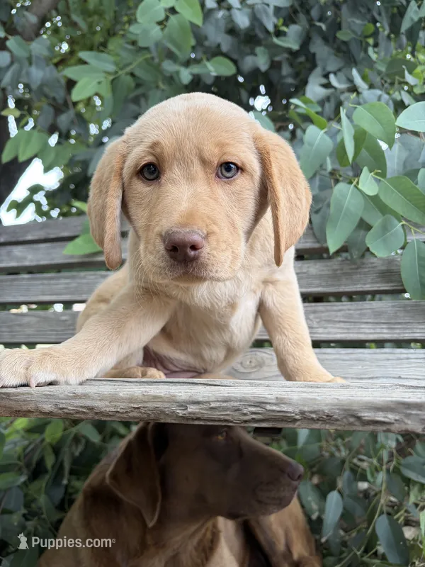 Remy – Labrador Retriever puppy for sale in Fresno, CA