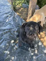 Kimber, a female Labrador Retriever for sale in Fresno, CA – 2 of 10