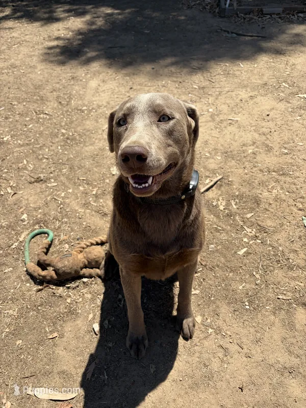 Gino – Labrador Retriever puppy for sale in Fresno, CA