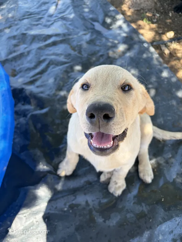 Ruger – Labrador Retriever puppy for sale in Fresno, CA