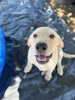 Ruger, a male Labrador Retriever for sale in Fresno, CA – 1 of 6