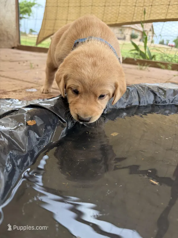Colt – Labrador Retriever puppy for sale in Fresno, CA