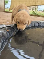 Colt, a male Labrador Retriever for sale in Fresno, CA – 3 of 5