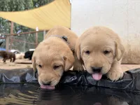 Colt, a male Labrador Retriever for sale in Fresno, CA – 4 of 5