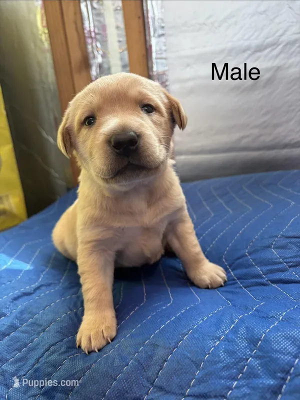 Colt – Labrador Retriever puppy for sale in Fresno, CA