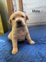 Colt, a male Labrador Retriever for sale in Fresno, CA – 5 of 5