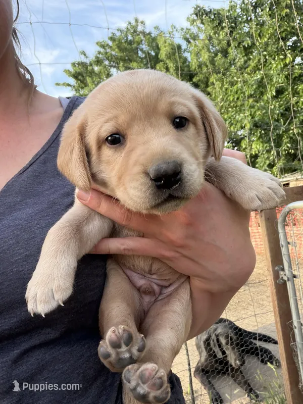 Colt – Labrador Retriever puppy for sale in Fresno, CA