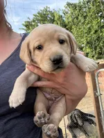 Colt, a male Labrador Retriever for sale in Fresno, CA – 1 of 5