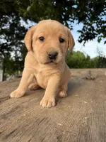 Colt, a male Labrador Retriever for sale in Fresno, CA – 2 of 5