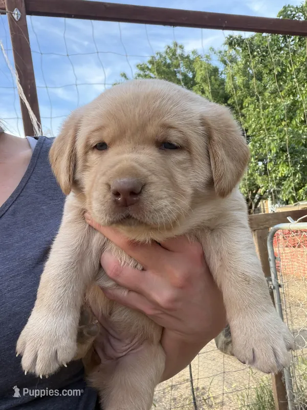 Remy – Labrador Retriever puppy for sale in Fresno, CA