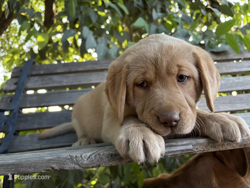 Remy – Labrador Retriever puppy for sale in Fresno, CA