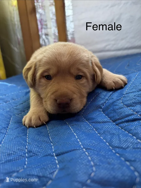 Remy – Labrador Retriever puppy for sale in Fresno, CA