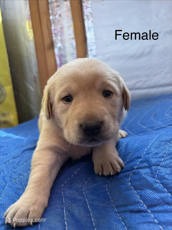 Baretta – Labrador Retriever puppy for sale in Fresno, CA