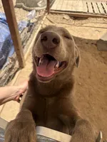 Gino, a male Labrador Retriever for sale in Fresno, CA – 7 of 9