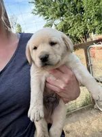 Ruger, a male Labrador Retriever for sale in Fresno, CA – 4 of 8