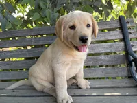 Ruger, a male Labrador Retriever for sale in Fresno, CA – 3 of 8