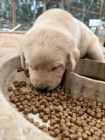 Ruger, a male Labrador Retriever for sale in Fresno, CA – 6 of 8