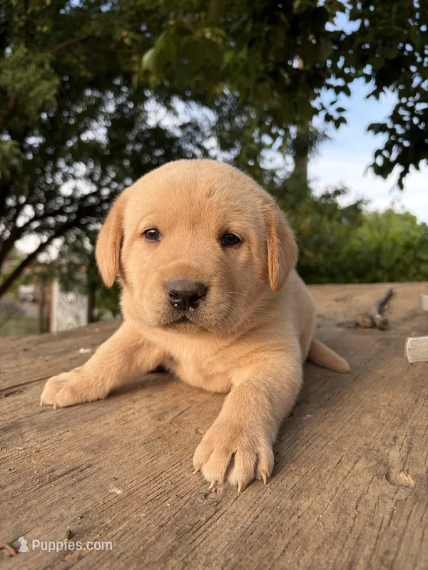 Ruger – Labrador Retriever puppy for sale in Fresno, CA