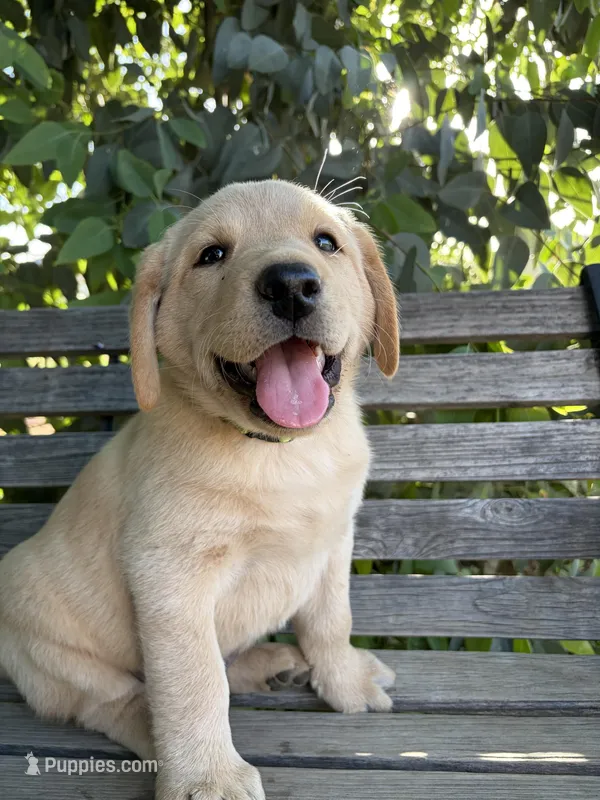 Ruger – Labrador Retriever puppy for sale in Fresno, CA